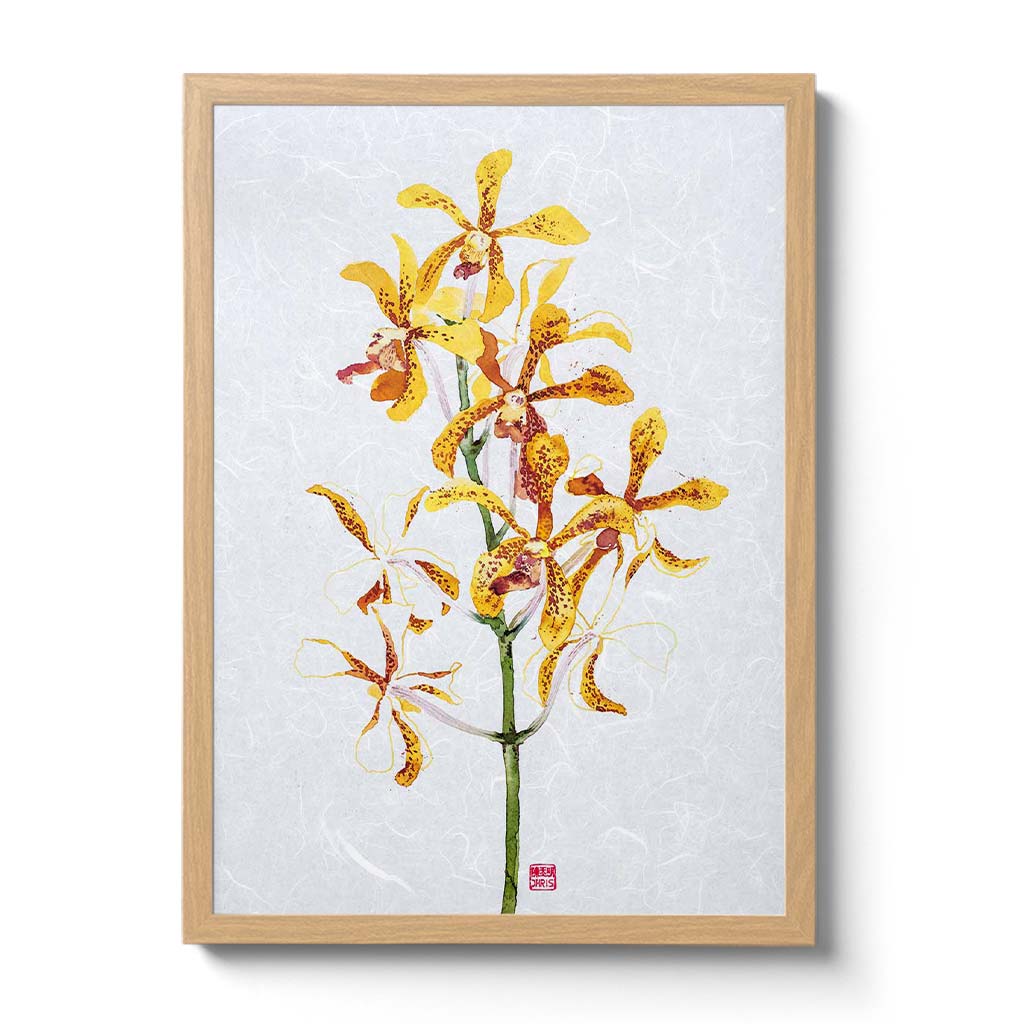 Mokara Jairak Gold Spot Orchid Fine Art Print by artist Chris Chun. Archival Print on Awagami Handcrafted Unryu Paper.