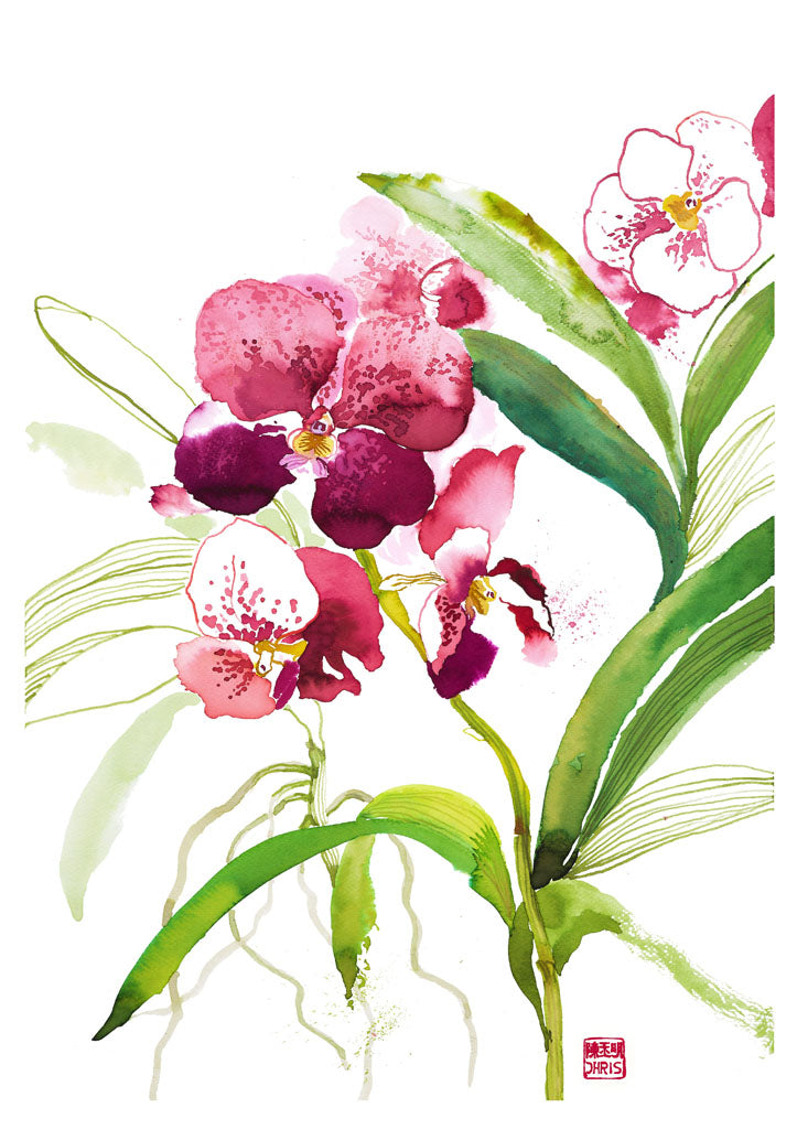     ChrisChun_Orchidaceae_Unframed