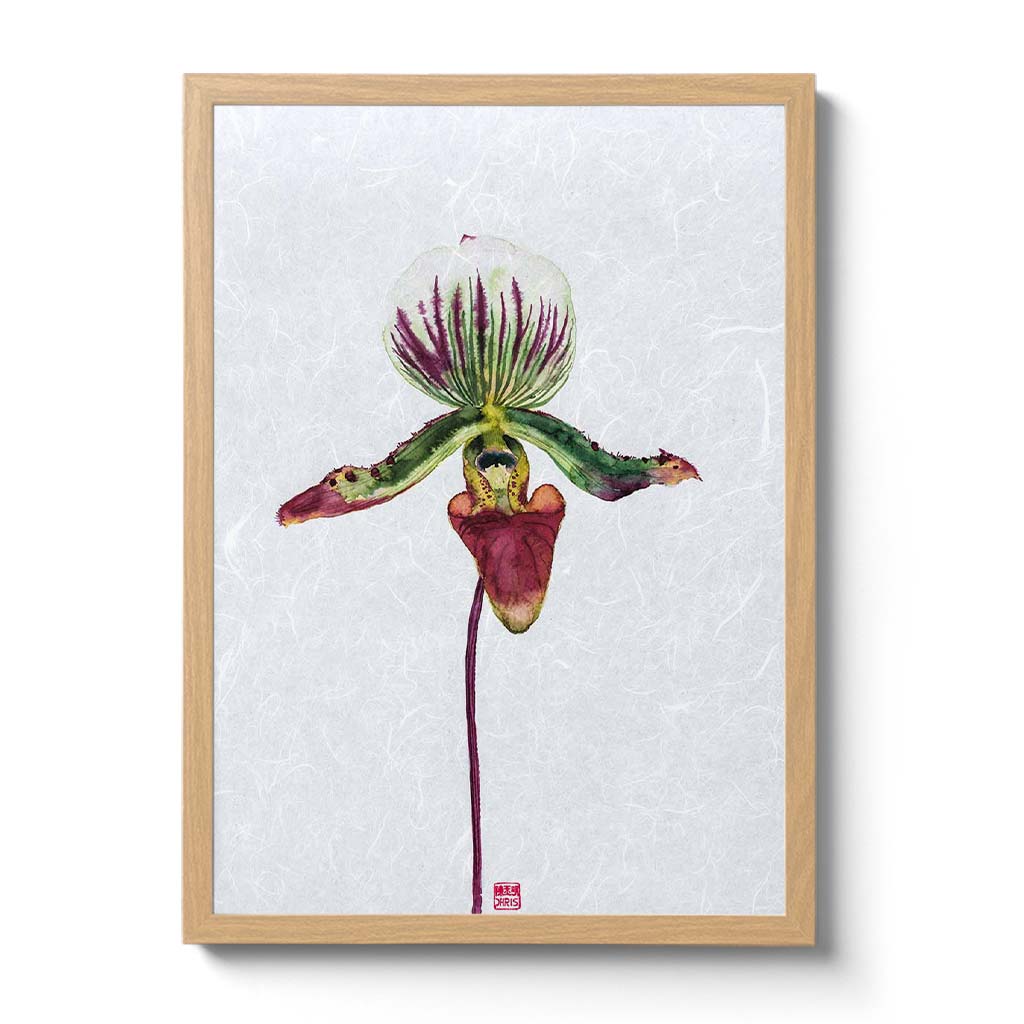 Paphiopedilum Callosum Orchid Fine Art Print by artist Chris Chun. Archival Print on Awagami Handcrafted Unryu Paper.