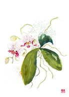 ChrisChun_Phalaenopsis_Unframed