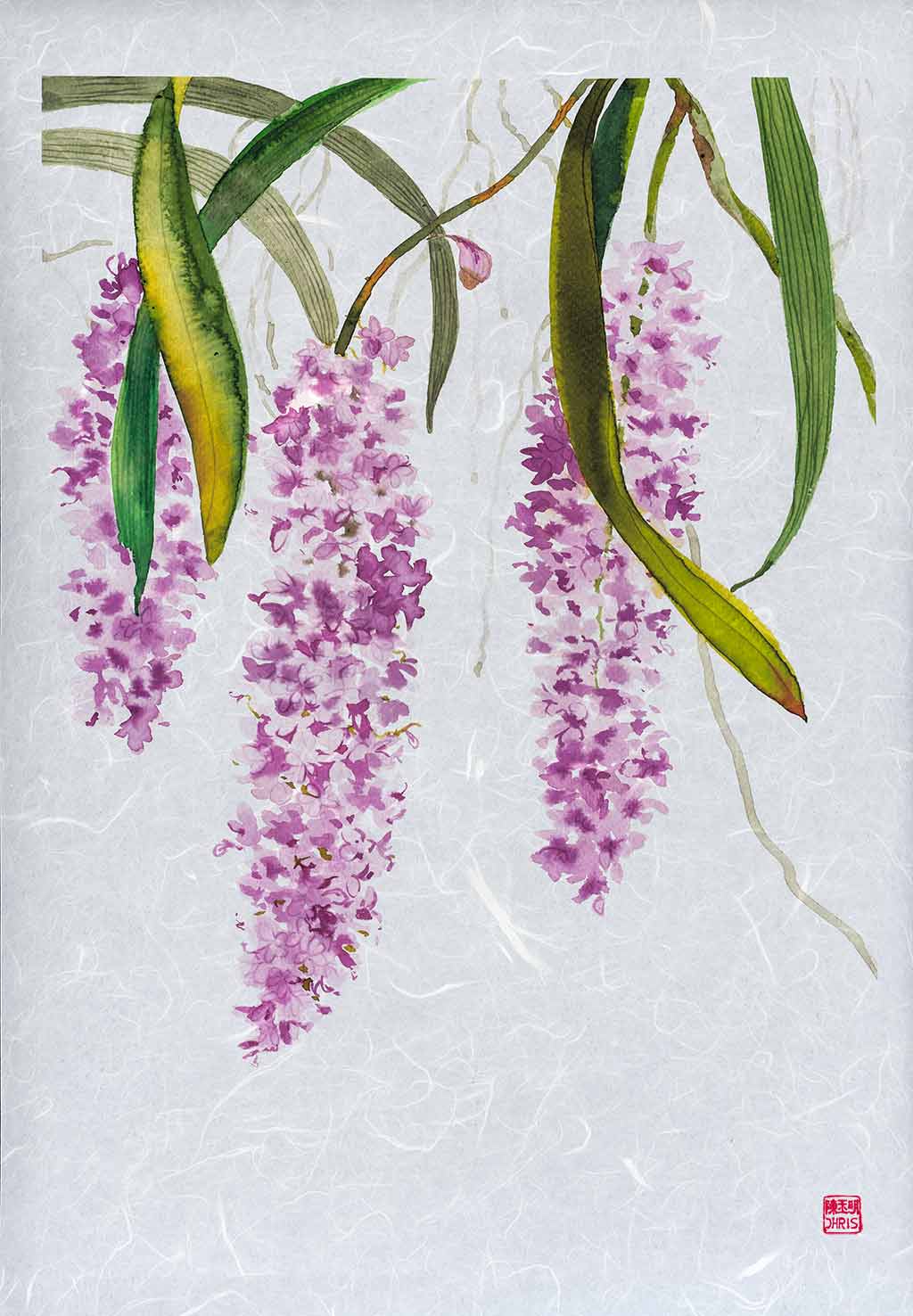 Rhynchostylis Retusa Orchid Fine Art Print by artist Chris Chun. Archival Print on Awagami Handcrafted Unryu Paper.