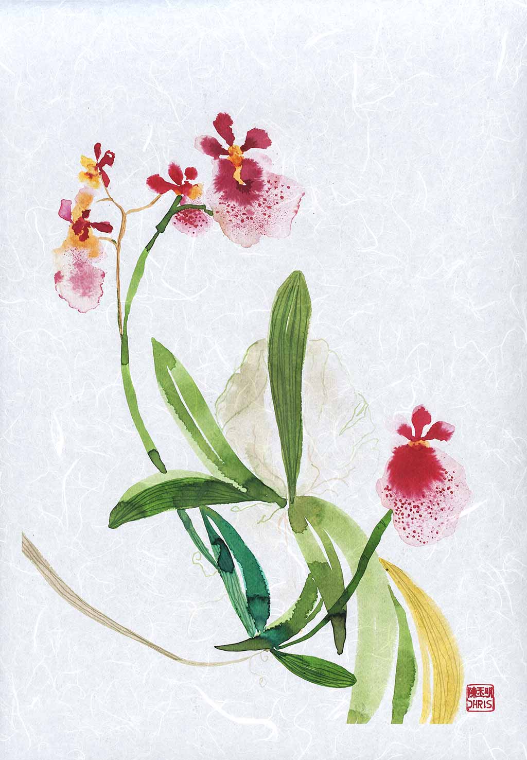 Tolumnia Hybrid Orchid Fine Art Print by artist Chris Chun. Archival Print on Awagami Handcrafted Unryu Paper. 